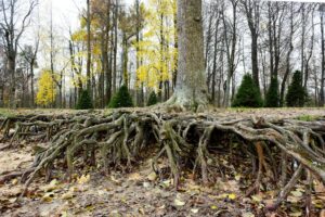 Read more about the article Reconnecting Roots: The Transformative Power of Campus Homecoming for Alumni